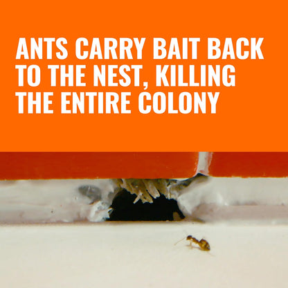 TERRO Ant Killer Bait Stations T300B - Liquid Bait to Eliminate Ants - Bait System - 12 Count Stations for Effective Indoor Ant Control