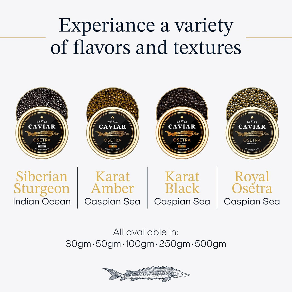 Overnight Guaranteed, BESTER Premium Russian Osetra Sturgeon Black Caviar - (8.8 oz-250g) - Malossol Ossetra Black Roe - Premium Quality, Traditional Style, Imported. Free blinis and 2 spoons.